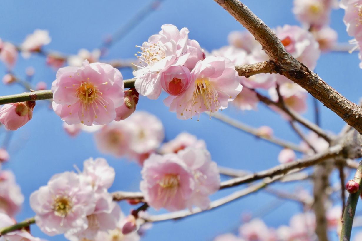 2月に咲く花15選】花の種類や特徴、花言葉や育て方を紹介 | となりの 