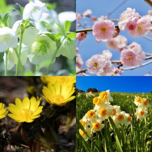 緑色の花選 贈り物やガーデニングに 花言葉や選び方も解説 となりのカインズさん