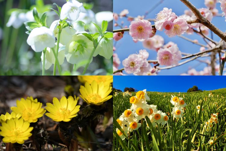 【2月の花】2月に咲く花を紹介します