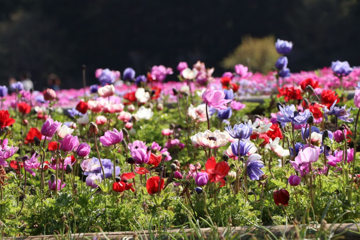 2月に咲く花15選】花の種類や特徴、花言葉や育て方を紹介 | となりの