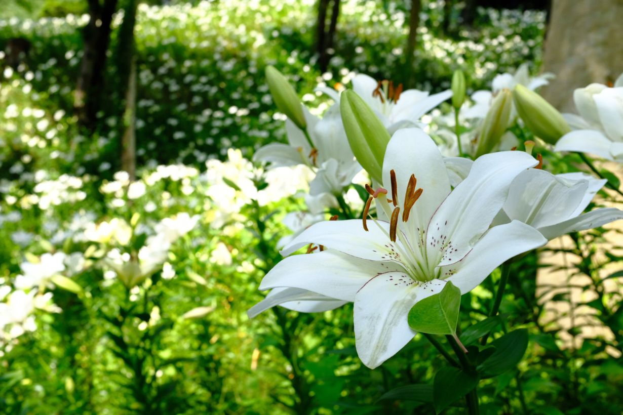 7月に咲く花15選！ 夏に室内や庭先を華やかに彩る花 | となりのカインズさん
