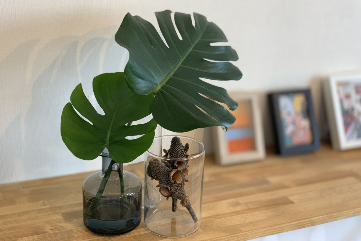 モンステラ 大 2m 観葉植物 インテリア 【公式通販】