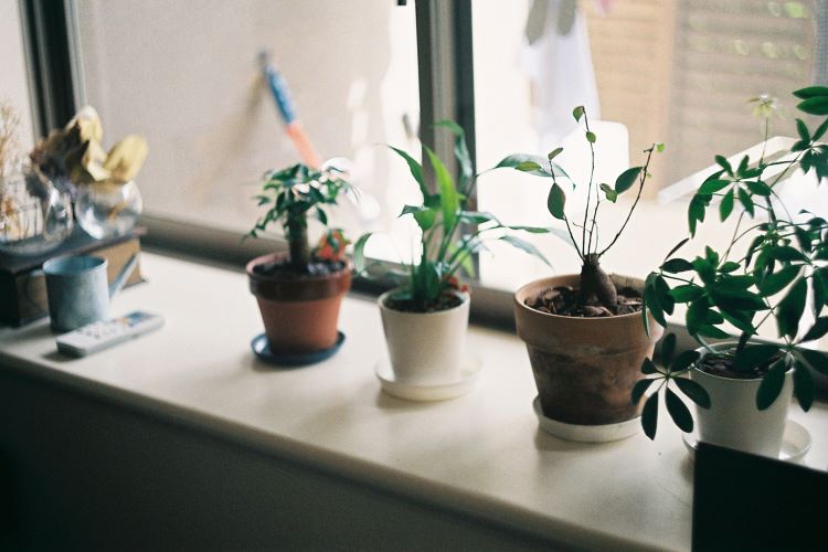 インテリアに合うおしゃれな観葉植物《室内でも元気に育つ》