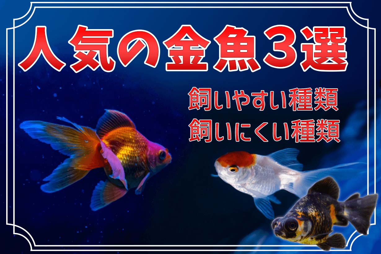 出目金ちゃん sddefault.jpg