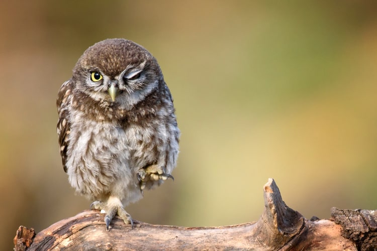 フクロウの飼い方は難しい？ 適切なエサや飼育環境を注意点とともに解説