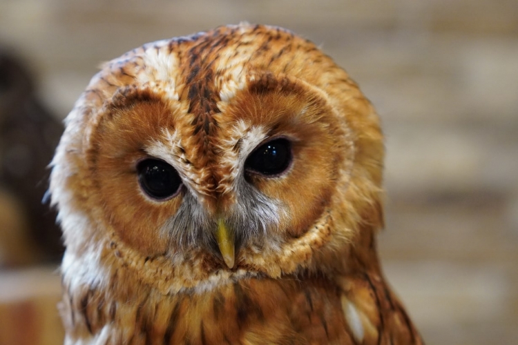 フクロウの飼い方は難しい？ 適切なエサや飼育環境を注意点とともに 