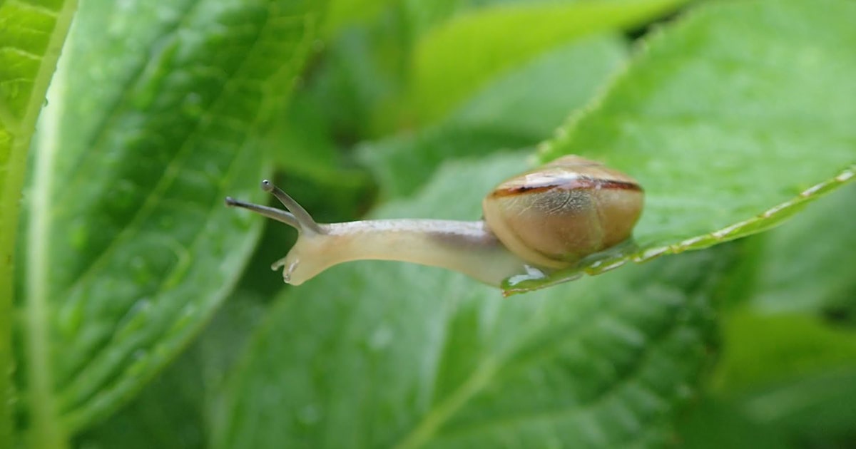 カタツムリはどんな生き物？ 基本の飼い方やナメクジとの違いを解説 