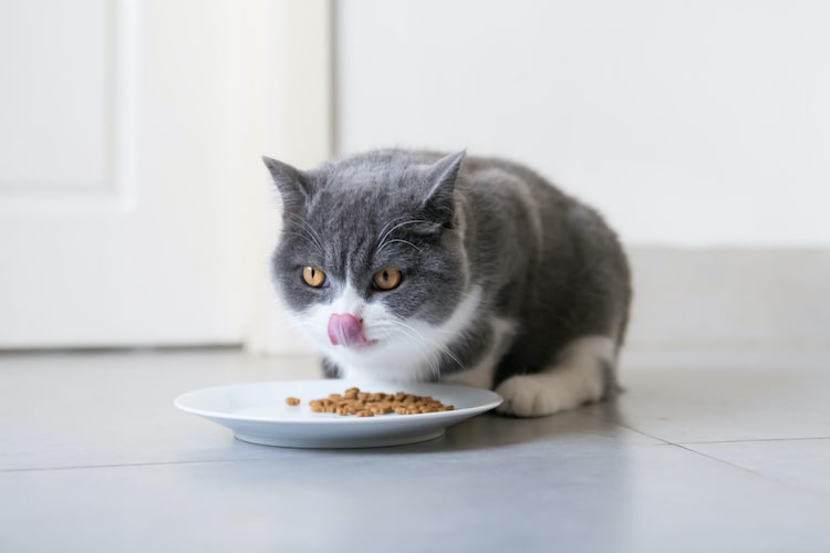 猫がご飯を食べない原因と対策を獣医師が徹底解説