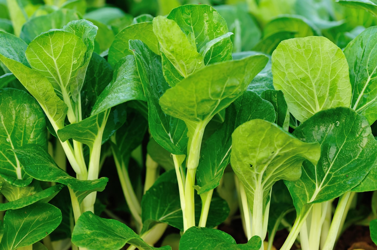 6 月 に 植える 野菜