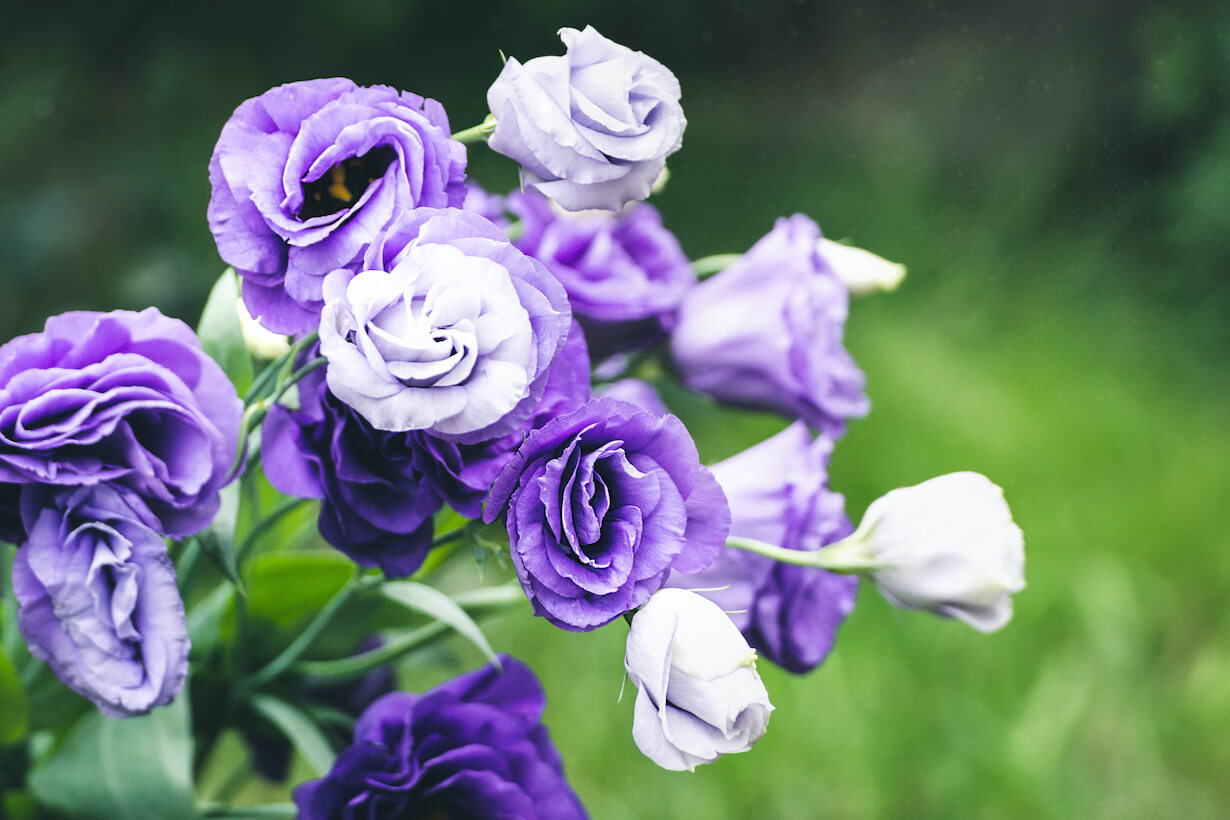 祝福・感謝・幸せ・希望・誠実など｜素敵な意味の花言葉30選 | となり