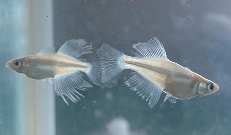 永久保存版 メダカの卵を見つけたら 東京都葛飾区のメダカ専門店 堀切めだか に聞いた卵の孵化と稚魚の育て方 となりのカインズさん