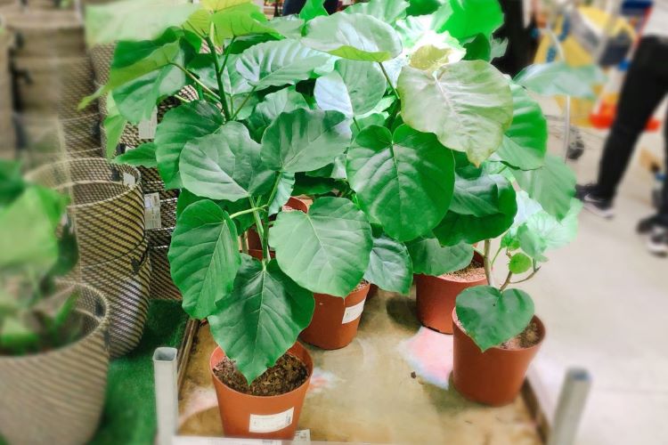 フィカス・ウンベラータの育て方｜剪定方法・葉焼け対策・冬の越し方も解説