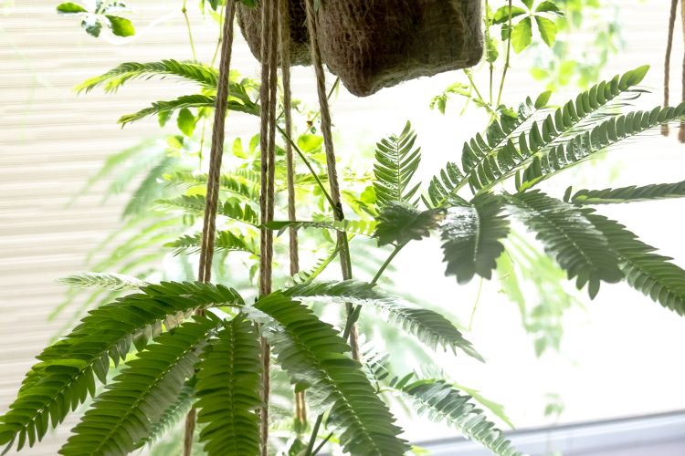 エバーフレッシュの育て方｜花や挿し木についても解説