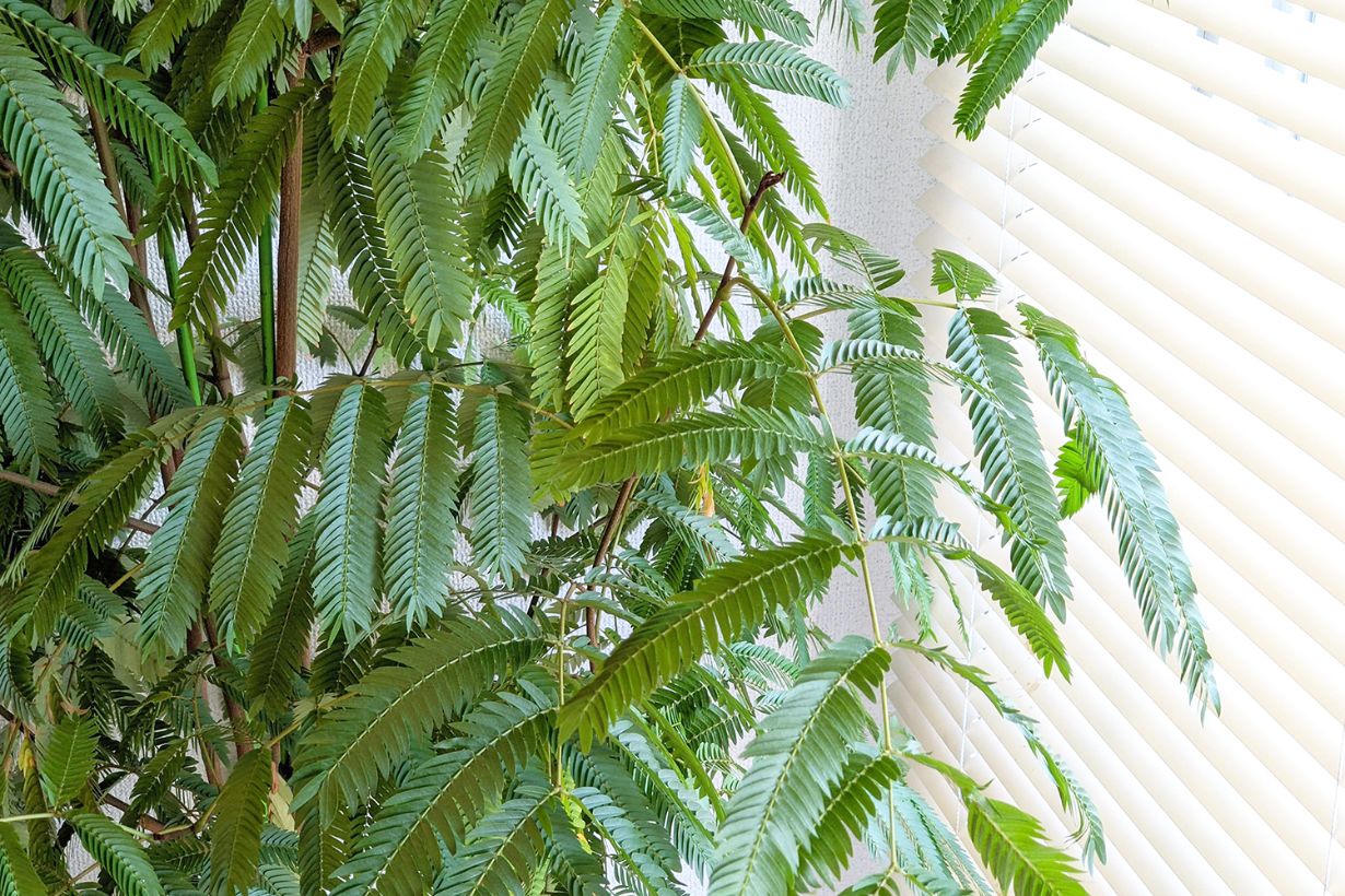 エバーフレッシュの育て方 花や挿し木についても解説 となりのカインズさん