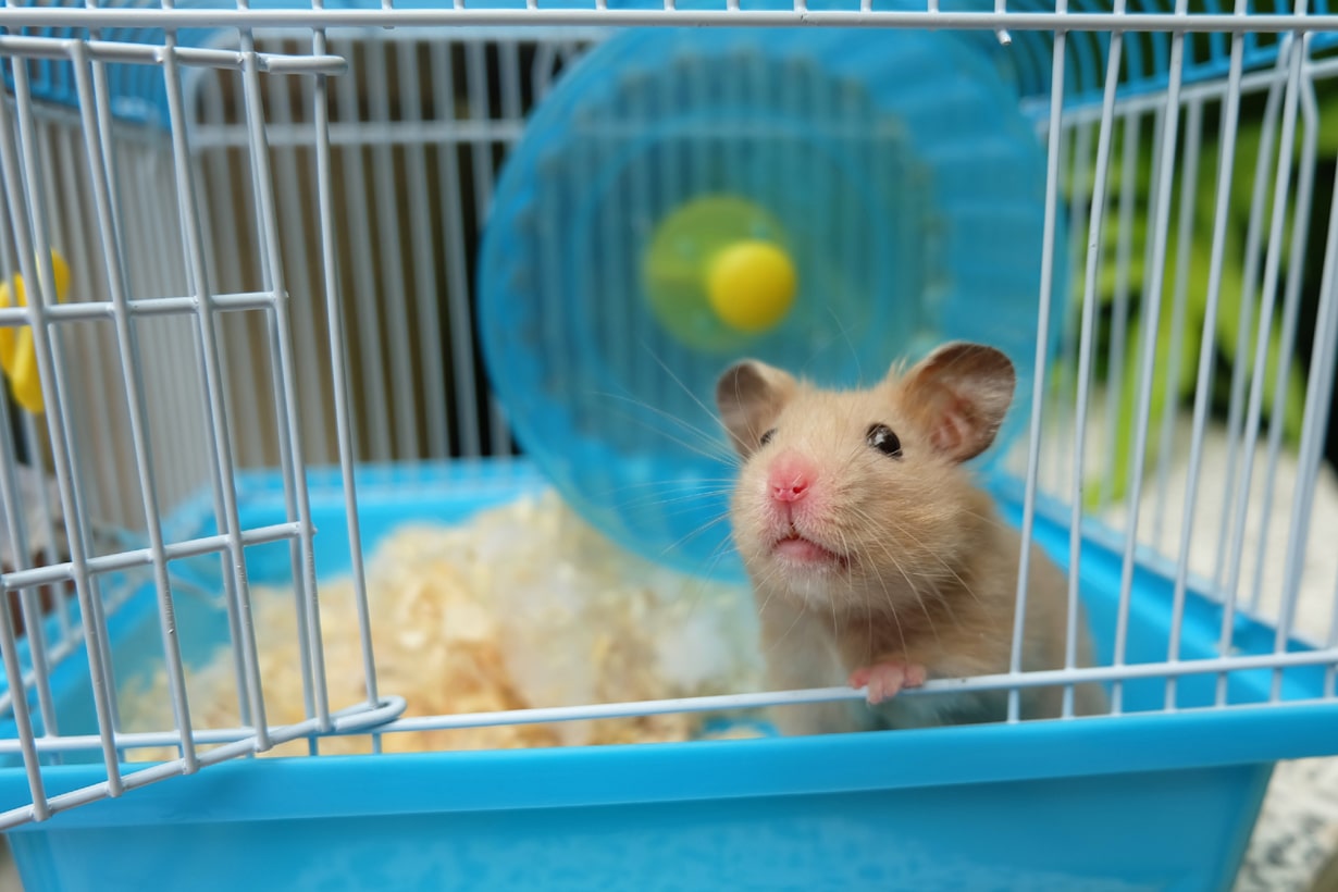 ハムスターがかかりやすい病気とは 予防策や治療費の目安も解説 となりのカインズさん