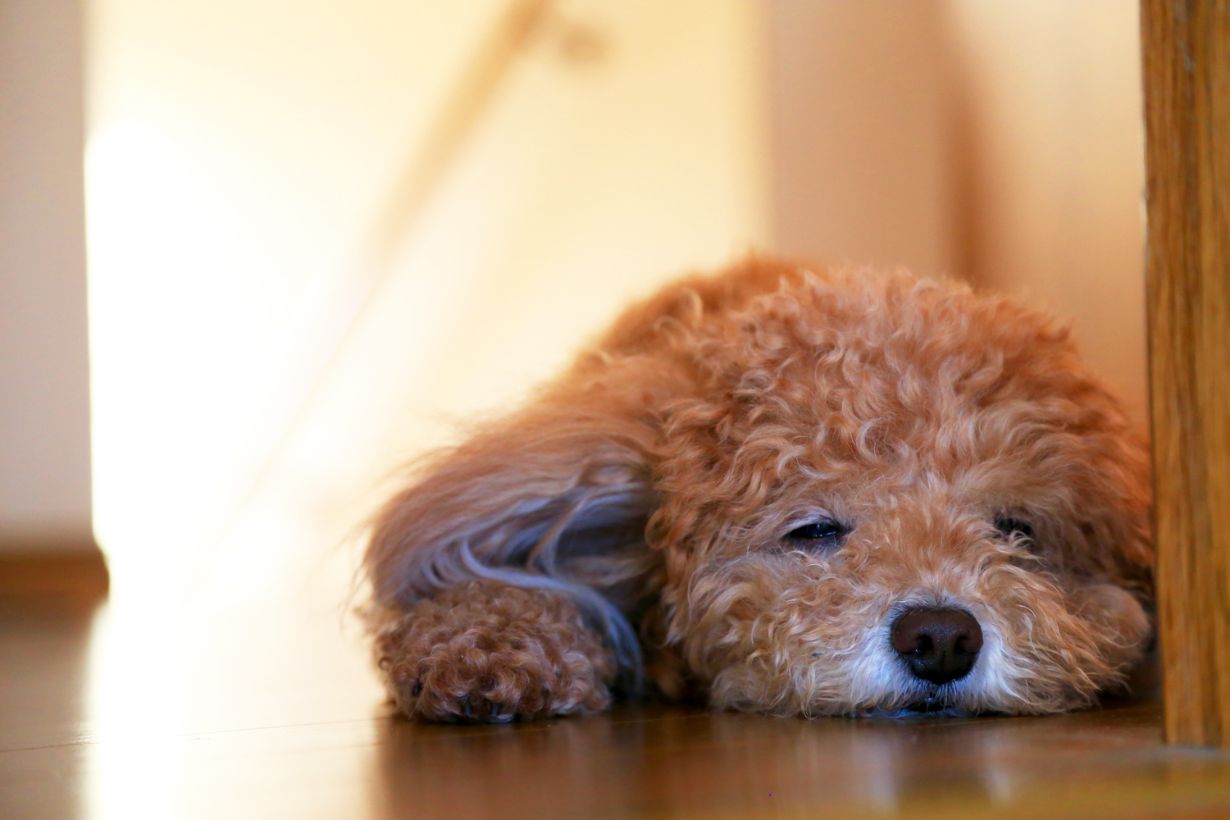 トイプードルの飼い方 性格や寿命 カットの種類も解説 となりのカインズさん トイプードルの飼い方 性格や寿命 カットの種類も解説 となりのカインズさん