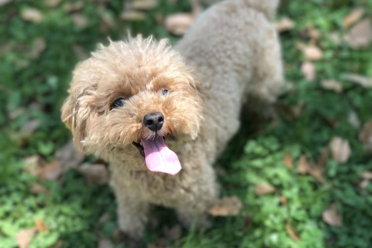 トイプードルの飼い方｜性格や寿命・カットの種類も解説