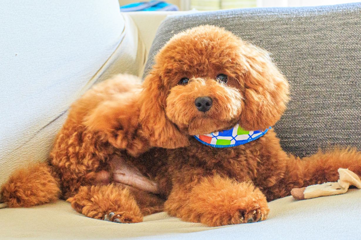 トイプードルの飼い方 性格や寿命 カットの種類も解説 となりのカインズさん トイプードルの飼い方 性格や寿命 カットの種類も解説 となりのカインズさん