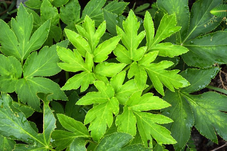 あしたば（明日葉）の栽培｜栄養と効能、おすすめの食べ方も紹介！