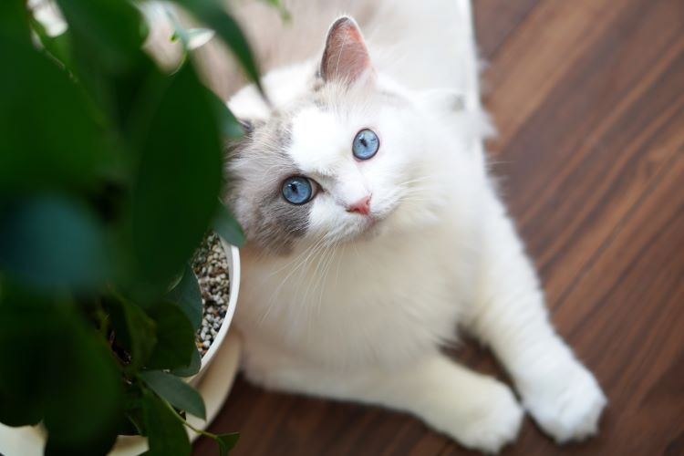 ラグドールの飼い方｜性格や餌・大きさや寿命を解説