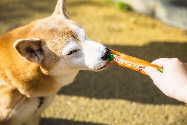 解明 なぜ猫は Ciaoちゅ る チャオチュール にハマるのか となりのカインズさん