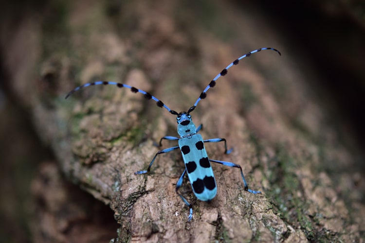 【カミキリムシの飼い方】種類ごとのエサの違いや飼育環境の注意点を解説