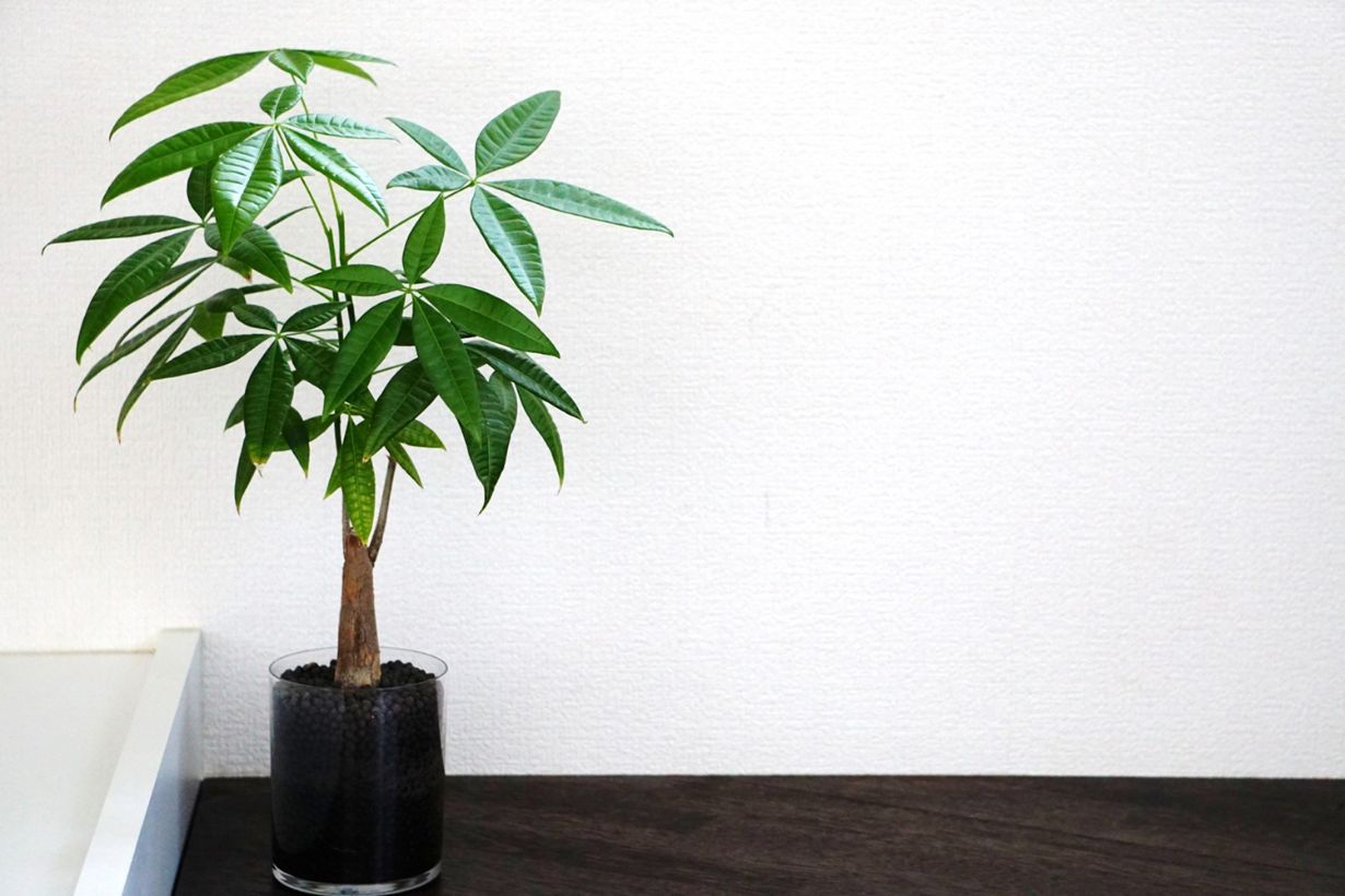 室内で育てられる木の観葉植物 | となりのカインズさん