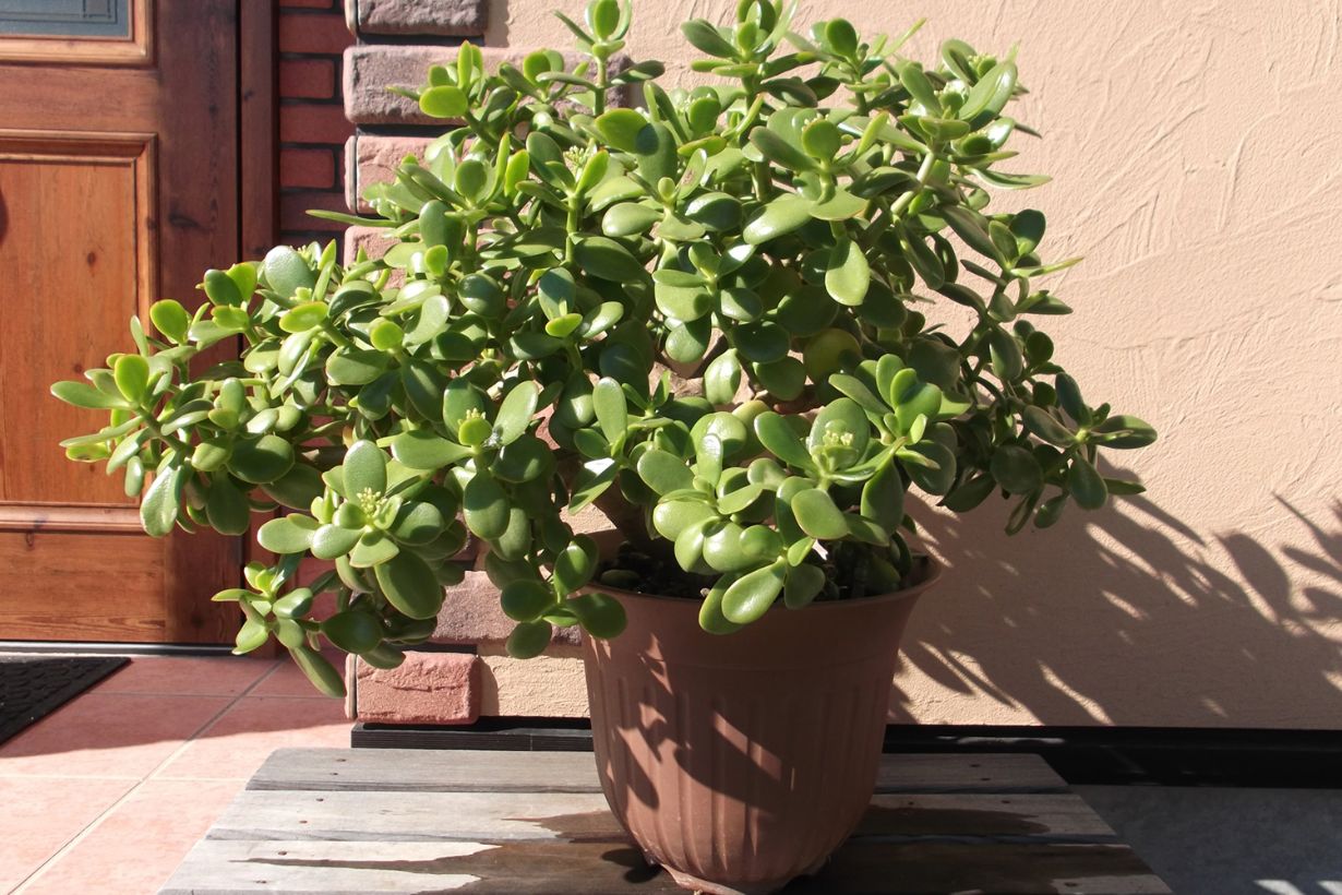 金のなる木