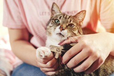 nekotsume_eye-min-375x250.jpeg