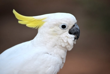 初心者でもできるデグーの飼い方 温度管理や砂浴びのさせ方など注意点も解説 となりのカインズさん
