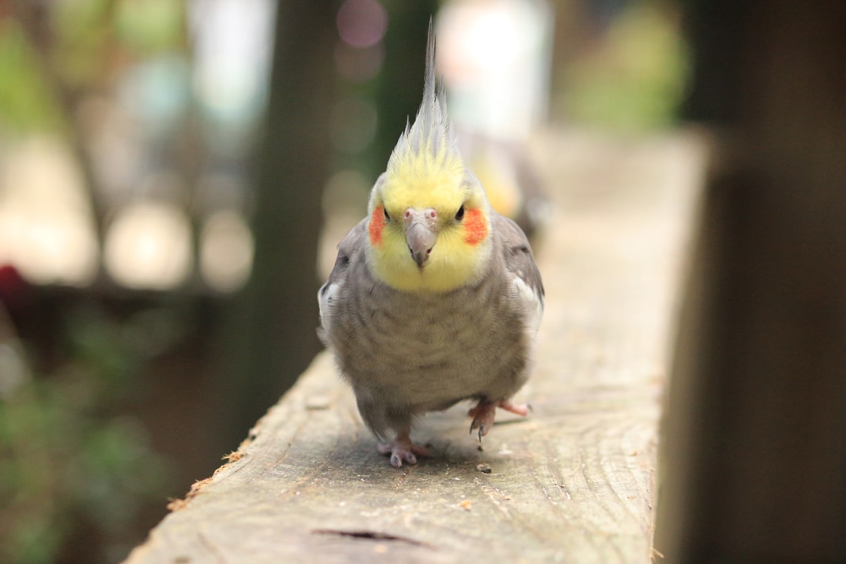 鳴き声には要注意 オウムの飼い方を注意点と併せて詳しく解説 となりのカインズさん