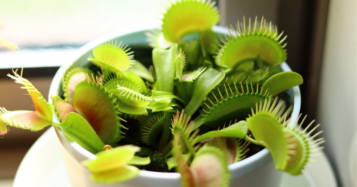 ハエトリグサ ハエトリソウ の育て方 冬の越し方や種からの育て方も解説 となりのカインズさん