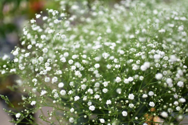 カスミソウ（かすみ草）の育て方《日当たりや増やし方などを紹介》