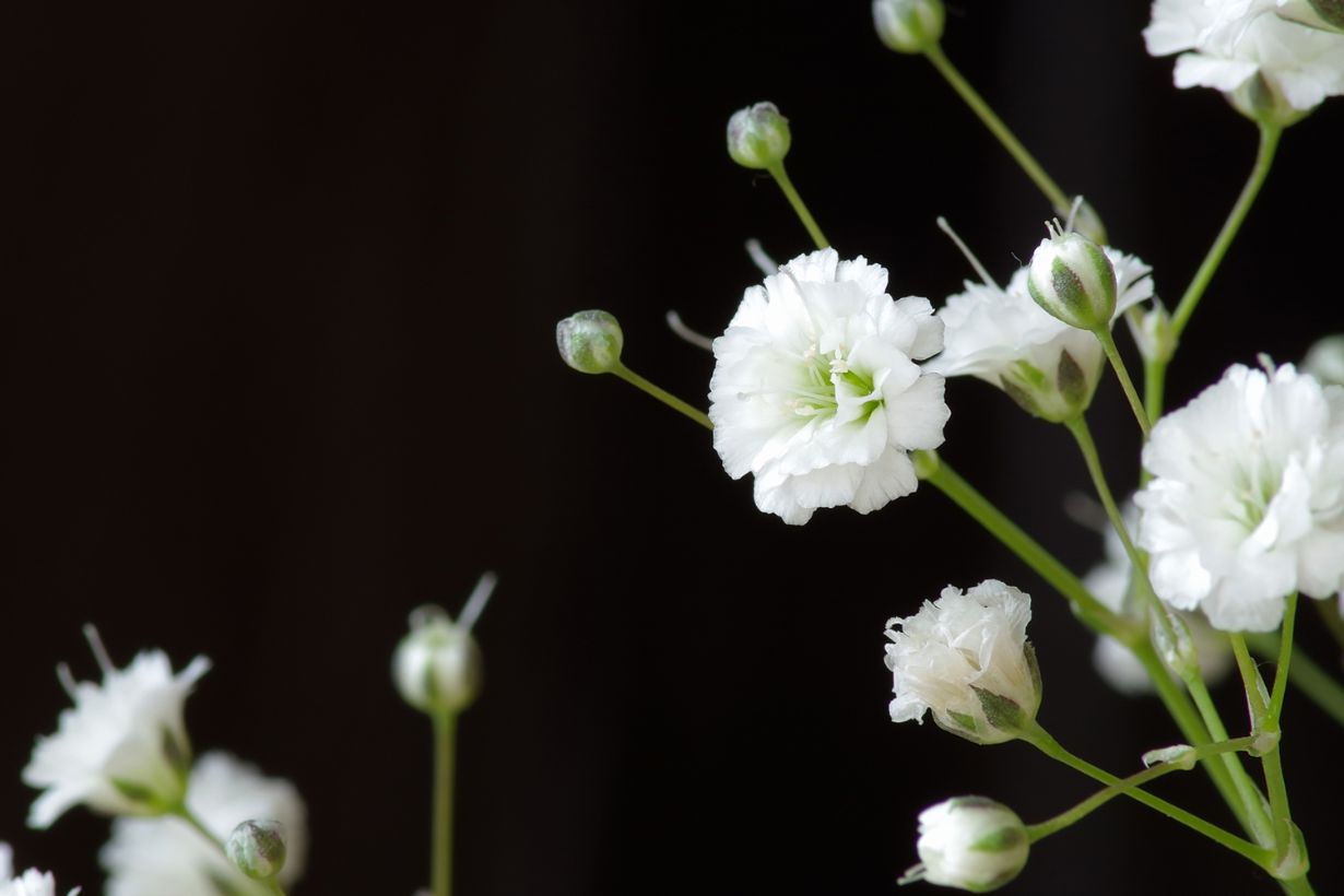 カスミソウ かすみ草 の育て方 日当たりや増やし方も解説 となりのカインズさん