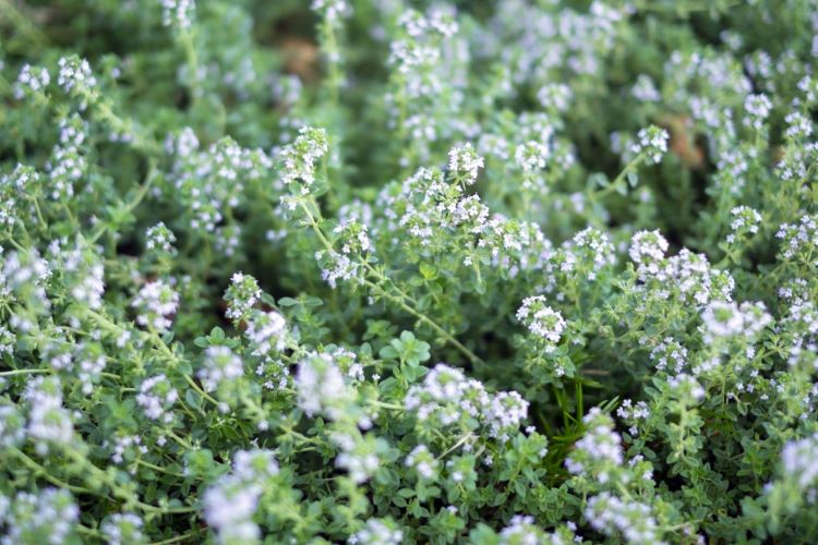 【初心者向け】タイムの育て方・増やし方・使い方まで徹底解説！