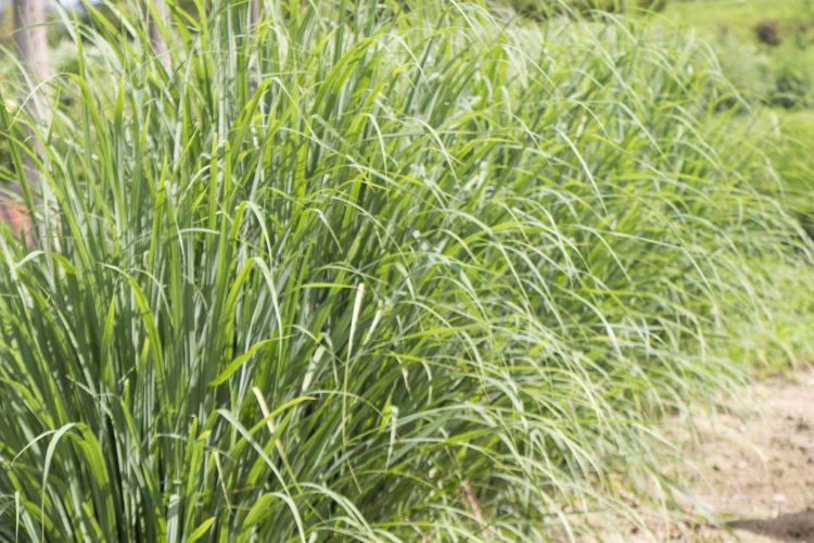 レモングラスの育て方と活用法｜栽培・収穫・冬越し・保存・使い道