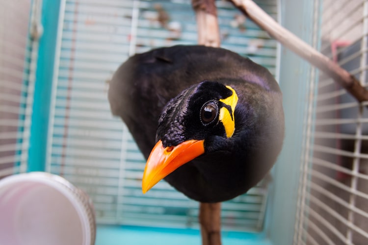【九官鳥の飼い方】性格や寿命、飼育アイテムからおしゃべりのさせ方まで全解説！