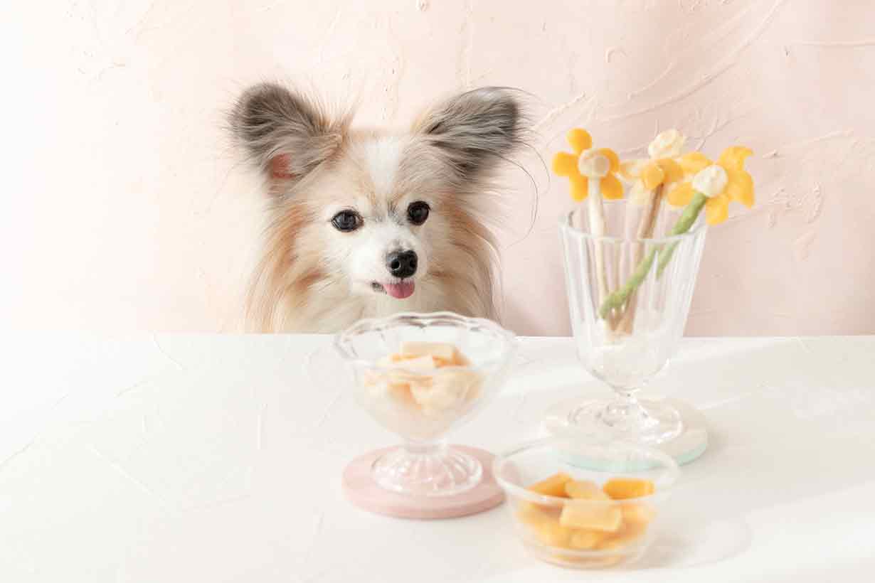 凍らせるだけ！ 愛犬用アイスキャンディーの作り方。ペーストおやつのアレンジ簡単レシピ