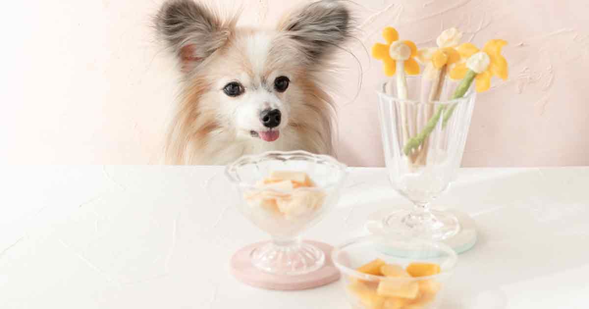 凍らせるだけ！ 愛犬用アイスキャンディーの作り方。ペーストおやつのアレンジ簡単レシピ
