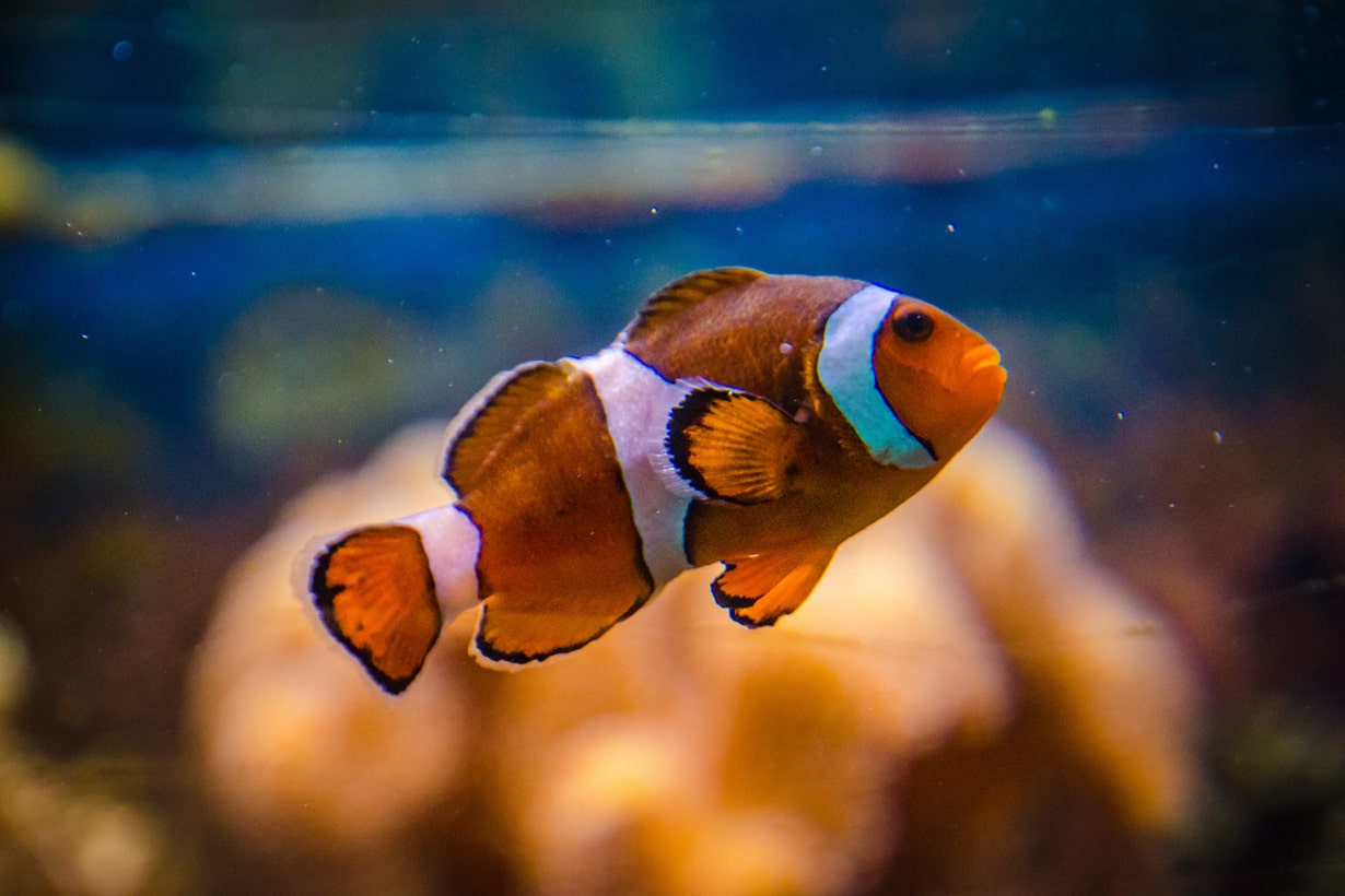 カクレクマノミの飼育 飼育セットからイソギンチャクとの相性まで初心者目線で解説 となりのカインズさん カクレクマノミの飼育 飼育セットからイソギンチャクとの相性まで初心者目線で解説 となりのカインズさん