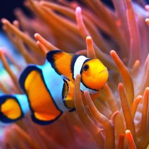 【カクレクマノミの飼育】飼育セットからイソギンチャクとの相性まで初心者目線で解説