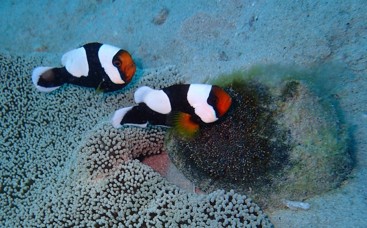 タイムセール ニモ カクレ クマノミ 金魚アート イソギンチャク サンゴ 水槽 タイムセール ニモ カクレ クマノミ 金魚アート イソギンチャク
