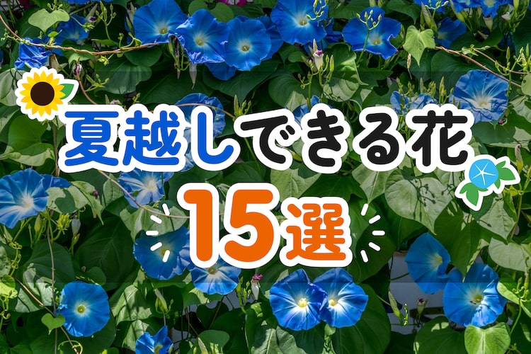 【夏越しできる花】おすすめ15選｜暑さや湿気に強い花を紹介