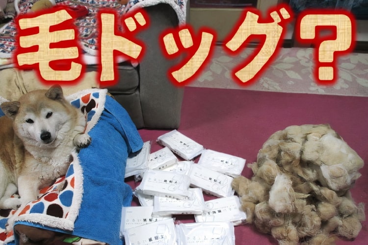 毛！ 毛！ 毛！ いつでも愛犬を感じられる「ソーシャル毛ドッグ」が爆誕！