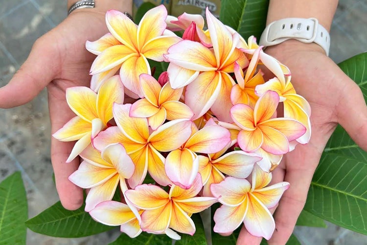 プルメリアの育て方｜室内に移す時期は？ 花が咲かない原因も解説