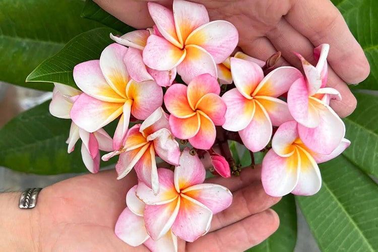 Plumeria Book プルメリアの育て方・楽しみ方 プルメリアの育て方