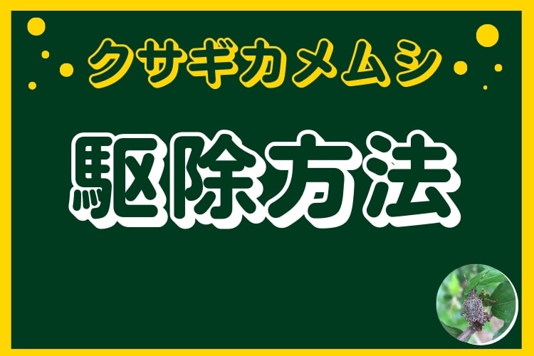 クサギカメムシの駆除方法とは? 被害の特徴や天敵を使った対策も紹介します