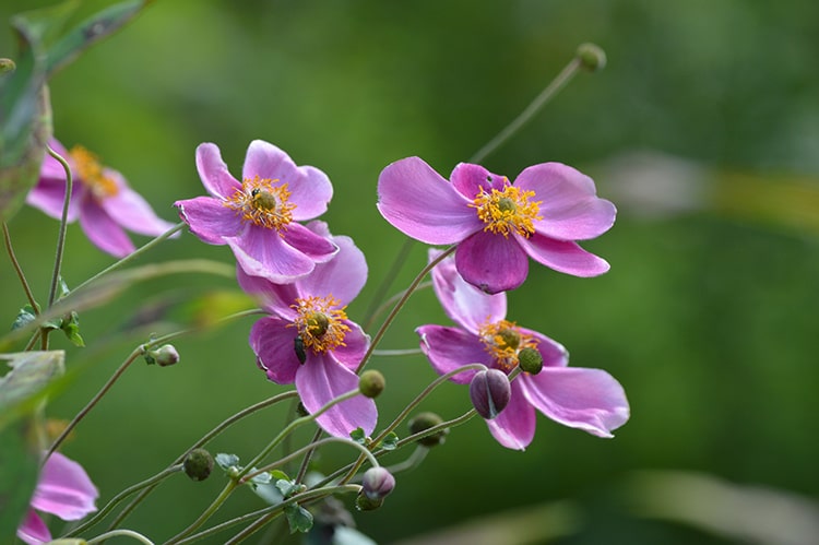 シュウメイギク（秋明菊）の育て方｜種類や植え替えの方法を紹介