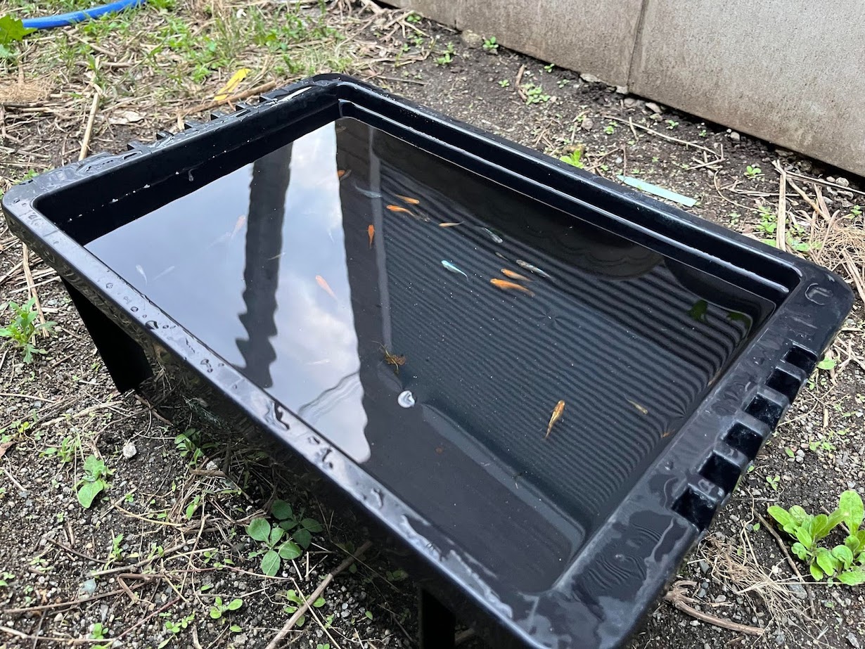 日本初の水生植物専門店 杜若園芸 に聞いたメダカの飼育におすすめの水草は となりのカインズさん 日本初の水生植物専門店 杜若園芸 に聞いたメダカの飼育におすすめの水草は となりのカインズさん