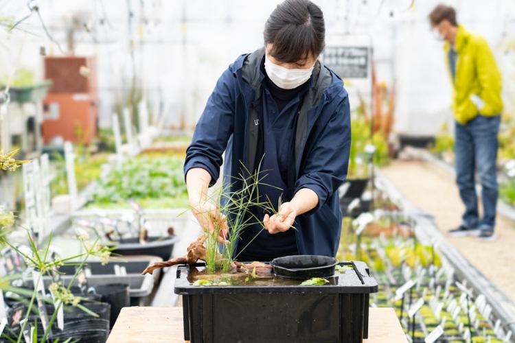 日本初の水生植物専門店「杜若園芸」に聞いたメダカの飼育におすすめの